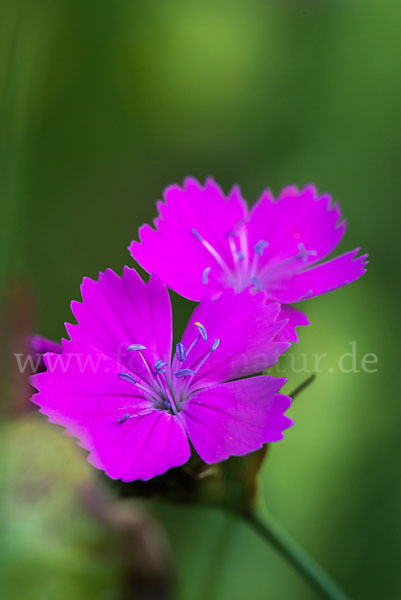 KarthäuserNelke (Dianthus carthusianorum) aus Pflanzen (28967) fokus